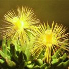 New Arrival HEREROA INCURVA rare mesemb rock exotic ice plant succulent cactus seed 20 SEEDS New Arrival HEREROA INCURVA rare mesemb rock exotic ice plant succulent cactus seed 20 SEEDS