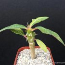 Premium EUPHORBIA PAULIANA rare exotic madagascar succulent cactus cacti 2"" plant Premium EUPHORBIA PAULIANA rare exotic madagascar succulent cactus cacti 2"" plant