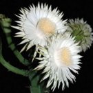 New Arrival Acanthocereus tetragonus FLORIDA NATIVE cereus tall cactus seed cacti 20 seeds New Arrival Acanthocereus tetragonus FLORIDA NATIVE cereus tall cactus seed cacti 20 seeds