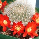 Best-Selling Rebutia Pulchella exotic rare cactus globular flowering cacti semi seed 15 SEEDS Best-Selling Rebutia Pulchella exotic rare cactus globular flowering cacti semi seed 15 SEEDS