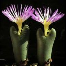Limited Edition Conophytum Mikaeri | rare mesemb exotic semi rock living stones seeds 30 SEEDS Limited Edition Conophytum Mikaeri | rare mesemb exotic semi rock living stones seeds 30 SEEDS