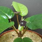 Exclusive DORSTENIA ELATA rare succulents caudex exotic caudiciform bonsai seed 100 SEEDS