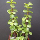 Best-Selling PORTUCALARIA AFFRAGreenrare elephant bush mini jade tree bonsai 2"" plant