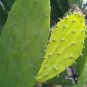 they are peeled. These pads can be eaten or rooted and planted. These do not have spines but rather