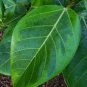 This listing is for a small live rooted starter plant currently growing in a 4"" pot.These waxy gree