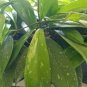 This listing is for one fresh unrooted cuttingHoya Pubicalyx plant is a rare variety that has long s