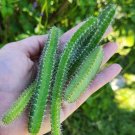 This listing is for 4 unrooted cuttingsDog Tail Cactus has long, finely-spined stems and will produc This listing is for 4 unrooted cuttingsDog Tail Cactus has long, finely-spined stems and will produc