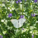 Butterfly bush has small violet purple flowers with sweet nectar that attracts many types of butterf Butterfly bush has small violet purple flowers with sweet nectar that attracts many types of butterf