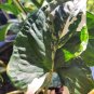 This listing is for one starter vine cutting, at least 6""Arrowhead plants are a low maintenance, ha