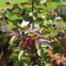 This listing is for a small rooted starter plant. Plant is currently growing in a 4"" pot but will b This listing is for a small rooted starter plant. Plant is currently growing in a 4"" pot but will b