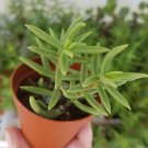 Crassula Tetragona is a small succulent plant that resembles a little pine tree. It has plump needle Crassula Tetragona is a small succulent plant that resembles a little pine tree. It has plump needle