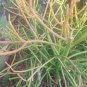 This listing is for five fresh unrooted cuttings from the mother plant
