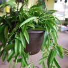 This listing is for a small rooted starter cuttingThe Hoya Wayetii plant has long and slender green This listing is for a small rooted starter cuttingThe Hoya Wayetii plant has long and slender green