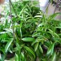 This listing is for a small rooted starter cuttingThe Hoya Wayetii plant has long and slender green 