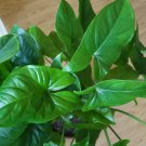 This listing is for one starter vine cutting, at least 6""Arrowhead plants are a low maintenance, ha This listing is for one starter vine cutting, at least 6""Arrowhead plants are a low maintenance, ha