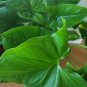 This listing is for one starter vine cutting, at least 6""Arrowhead plants are a low maintenance, ha