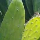 Opuntia cochenillifera is a beautiful and hardy cactus. It will produce an edible reddish pink fruit Opuntia cochenillifera is a beautiful and hardy cactus. It will produce an edible reddish pink fruit