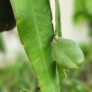 3"" Rooted Stater Pot 3"" Rooted Stater Pot