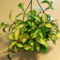 This listing is for one small rooted cuttingThe Hoya Carnosa Variegata plant has waxy cream and gree