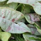 Arrowhead plants are a low maintenance, hardy, and unique houseplant. It goes by many names such as Arrowhead plants are a low maintenance, hardy, and unique houseplant. It goes by many names such as