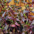 ground cover, or in a hanging basket.This item is shipped in moist towel." ground cover, or in a hanging basket.This item is shipped in moist towel."