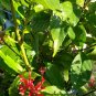 Firespike (Mottled Toothedthread) is a showy evergreen shrub with stiff branches that grows in an up