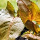 Arrowhead plants are a low maintenance, hardy, and unique houseplant. It goes by many names such as Arrowhead plants are a low maintenance, hardy, and unique houseplant. It goes by many names such as