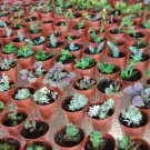 Blue Spruce SedumSedum Requieni Brass ButtonsMother of ThousandsAngelina SedumTradescantia Flapjack Blue Spruce SedumSedum Requieni Brass ButtonsMother of ThousandsAngelina SedumTradescantia Flapjack