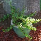 listing is for one small rooted starter plant in a 2"" pot. " listing is for one small rooted starter plant in a 2"" pot. "