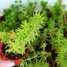 Sedum Angelina is a pretty plant that turns from a bright yellow to an reddish orange when temperatu Sedum Angelina is a pretty plant that turns from a bright yellow to an reddish orange when temperatu