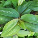 You will receive two unrooted cuttingsTradescantia 'Flame Dance'Wandering Jew is a very easy to grow You will receive two unrooted cuttingsTradescantia 'Flame Dance'Wandering Jew is a very easy to grow