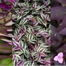 This listing is for three varieties of wandering jew - two cuttings of each type of the following tr This listing is for three varieties of wandering jew - two cuttings of each type of the following tr