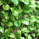 This is an attractive and versatile plant! This easy to grow air purifying and pretty houseplant req