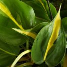 This listing is for one starter vine cutting.Cuttings are unrooted and many leaves are removed befor This listing is for one starter vine cutting.Cuttings are unrooted and many leaves are removed befor