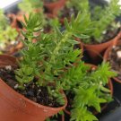 It works as a deer resistant ground cover, in a hanging basket, in mixed arrangements, fairy gardens It works as a deer resistant ground cover, in a hanging basket, in mixed arrangements, fairy gardens
