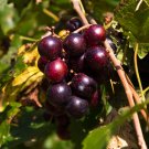 Premium Black Fry Muscadine Grape Vine - Bare Root Live Plants - 2 Year Old Bare Root