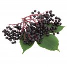 Best-Selling 4 pack Bob Gordon Elderberry potted plants
