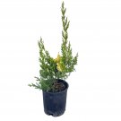 Limited Edition Variegated Hollywood Juniper Tree - 1 Gallon Plant