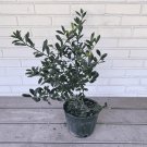 Limited Edition Nellie R Stevens Holly - Ilex X 'Nellie R Stevens' - 1 Gallon Potted Plant