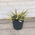 Top-Quality Color Guard Adams Needle - Yucca Filamentosa 'Color Guard' - 1 Gallon Plant Top-Quality Color Guard Adams Needle - Yucca Filamentosa 'Color Guard' - 1 Gallon Plant