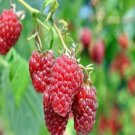 Top-Quality 1 Gallon Potted Prelude Red Raspberry Plant - NON GMO