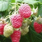 Premium 1 Gallon Potted Joan Red Raspberry Plant - NON GMO