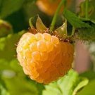 New Arrival 1 Gallon Potted Anne Golden Raspberry Plant - NON GMO