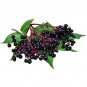 Top-Quality 4 pack Marge Elderberry potted plants