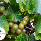 New Arrival Late Fry Muscadine Grape Vine - Bare Root Live Plants - 2 Year Old Bare Root