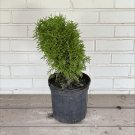 Exclusive Little Giant Eastern Arborvitae - Thuja Occidentalis 'Little Giant' - 1 Gallon Exclusive Little Giant Eastern Arborvitae - Thuja Occidentalis 'Little Giant' - 1 Gallon