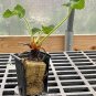 Top-Quality Live AC-Valley Strawberry Plugs - June Bearing Strawberry plants