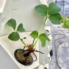 Best-Selling Live All-Star Strawberry Plugs - June Bearing Strawberry plants Best-Selling Live All-Star Strawberry Plugs - June Bearing Strawberry plants