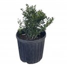 New Arrival Soft Touch Japanese Holly Tree - Ilex Crenata 'Soft Touch' - 1 Gallon Plant New Arrival Soft Touch Japanese Holly Tree - Ilex Crenata 'Soft Touch' - 1 Gallon Plant