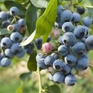 Best-Selling 1 Northland Northern High Bush Blueberry - 1 gallon SIZED PLANT Best-Selling 1 Northland Northern High Bush Blueberry - 1 gallon SIZED PLANT